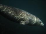 OVERALL winner - Marbled Seal by Owen Atkinson